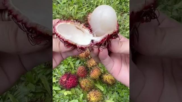 Grow rambutan plant at home #rambutan #fruitfarming #gardening #farming #shorts #trending #viral Grow rambutan plant at home #rambutan #fruitfarming #gardening #farming #shorts #trending #viral
