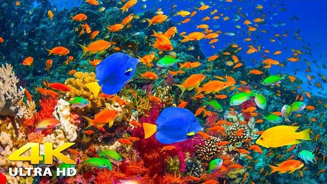 4k stunning underwater wonders of the red sea + relaxing music - coral reefs & colorful sea life 4k stunning underwater wonders of the red sea + relaxing music - coral reefs & colorful sea life