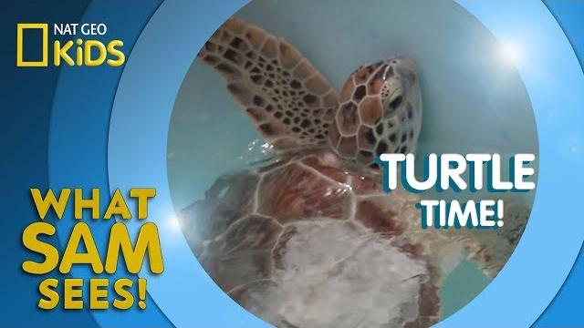 Turtle time! | what sam sees Turtle time! | what sam sees