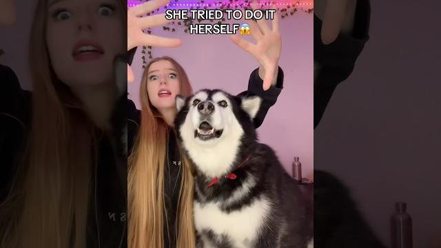 Mishka really said “im a strong independent woman #mishka #alaskanmalamute #wiggleyourears #dog Mishka really said “im a strong independent woman #mishka #alaskanmalamute #wiggleyourears #dog
