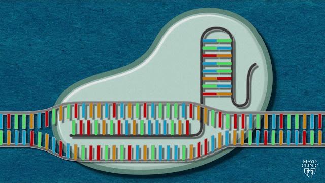 Crispr explained Crispr explained