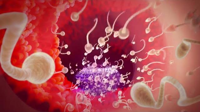 Conception explained Conception explained