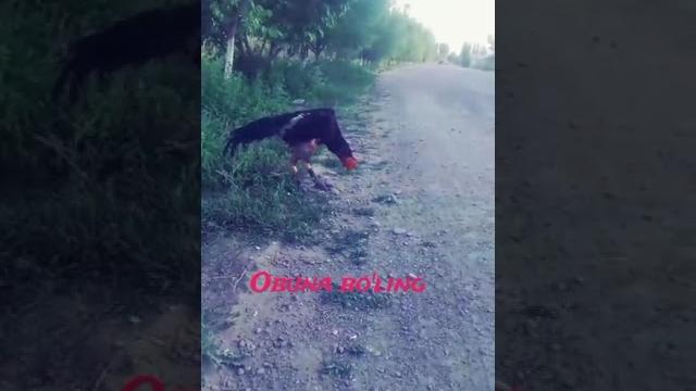 Dakan ishqibozlari Dakan ishqibozlari