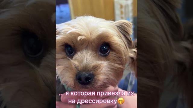 Дрессировка йорка - начало Дрессировка йорка - начало