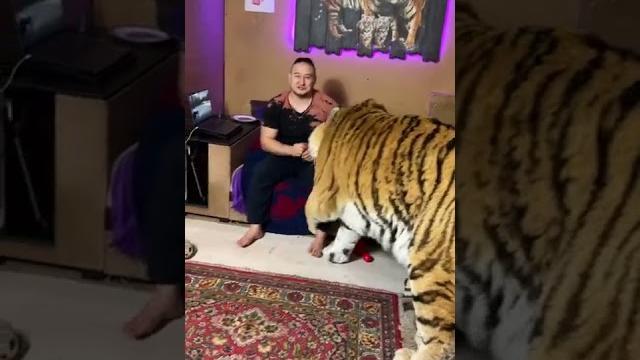 Тигр и его помощники Тигр и его помощники
