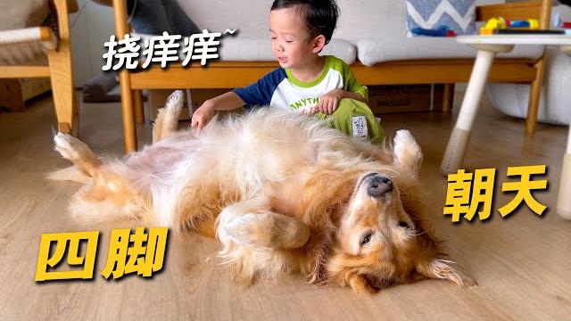小主人帮狗狗挠痒痒,狗爽到四脚朝天! 小主人帮狗狗挠痒痒,狗爽到四脚朝天!