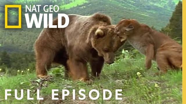 Mortal combat (full episode) | animal fight night Mortal combat (full episode) | animal fight night
