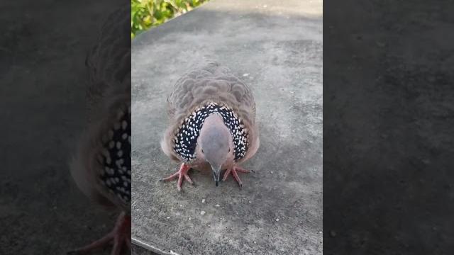 你看過斑鳩跳求偶舞嗎?現在讓你看看 你看過斑鳩跳求偶舞嗎?現在讓你看看