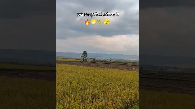 #combineharvester#automobile #maxxibimo102standar #farming #maxxibimoterbaru #agriculture #maxxibimo #combineharvester#automobile #maxxibimo102standar #farming #maxxibimoterbaru #agriculture #maxxibimo