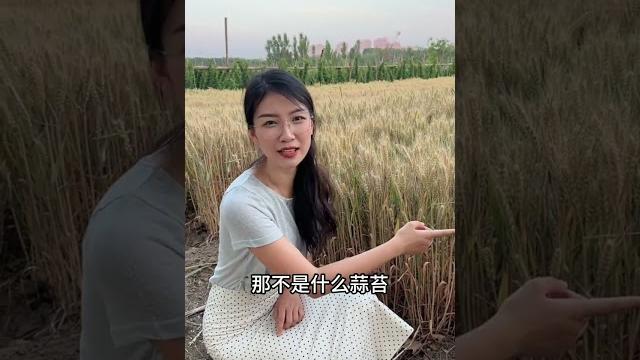 这是麦子地 不是大草原! 这是麦子地 不是大草原!