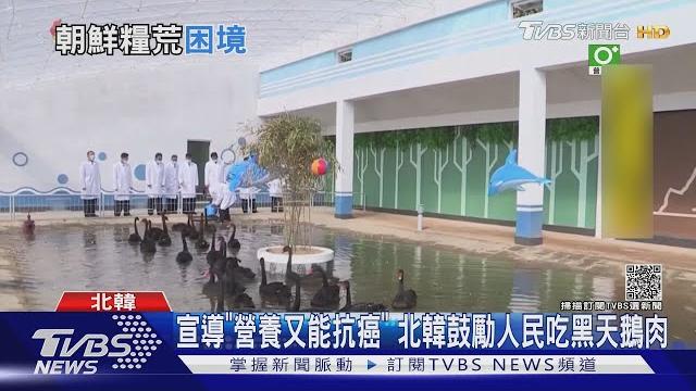 宣導「營養又能抗癌」 北韓鼓勵人民吃黑天鵝肉|tvbs新聞 宣導「營養又能抗癌」 北韓鼓勵人民吃黑天鵝肉|tvbs新聞
