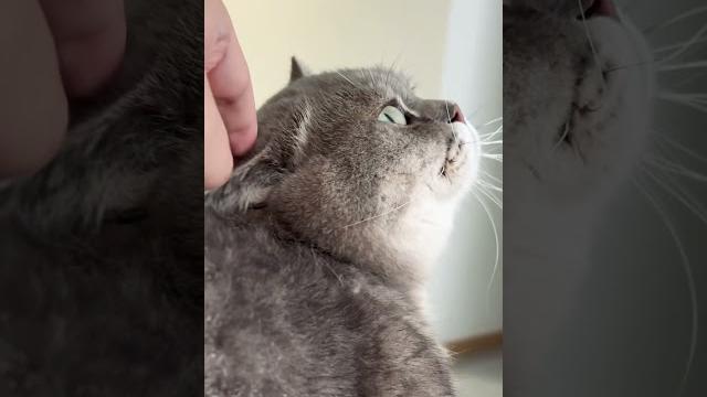 #cute #cat #cute #cat