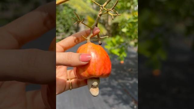 My cashew tree️#cashews #fruit #harvest #gardening #shorts #youtubeshorts #beautifulnature My cashew tree️#cashews #fruit #harvest #gardening #shorts #youtubeshorts #beautifulnature
