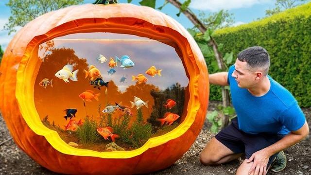 I turned a pumpkin into a fish aquarium I turned a pumpkin into a fish aquarium