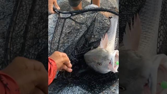 Upper slot! #youtube #fishingtechniques #inlet #redfish #fish #fishing #shorts #shortsvideo #fyp Upper slot! #youtube #fishingtechniques #inlet #redfish #fish #fishing #shorts #shortsvideo #fyp