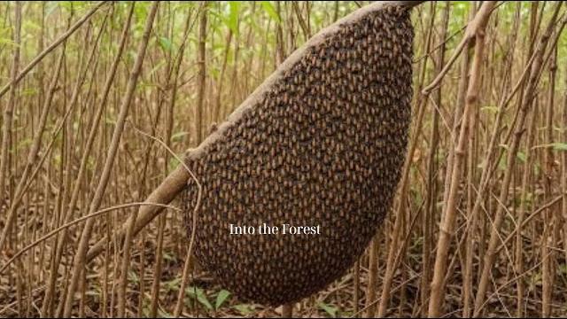 Skilled woodworkers who are not afraid of heights collect honey #madu #hutan #alam #bee #honeysingh Skilled woodworkers who are not afraid of heights collect honey #madu #hutan #alam #bee #honeysingh