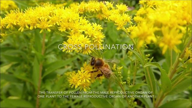 Open pollinated seeds vs hybrid seeds Open pollinated seeds vs hybrid seeds