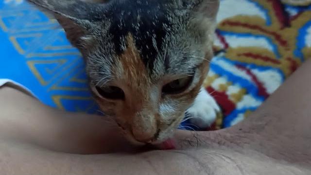 Jilat ketiak!? (kucing jilat ketiak) Jilat ketiak!? (kucing jilat ketiak)