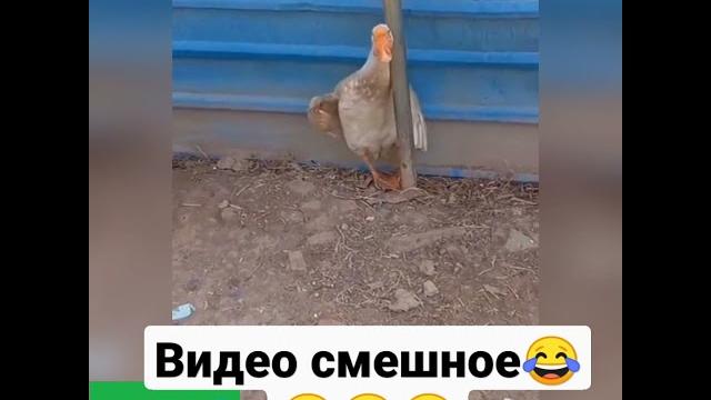 Казёл vs утка ржака Казёл vs утка ржака