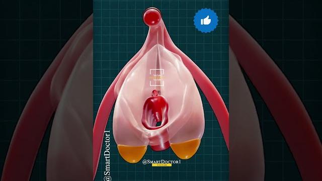 Ciit-oris anatomy - resting/aroused ciit-oris. Ciit-oris anatomy - resting/aroused ciit-oris.