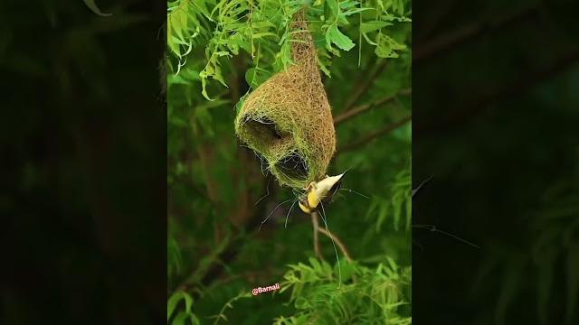 Babui pakhir basha |baya weaver making nest | #shorts #viral #shortsfeed #youtubeshorts Babui pakhir basha |baya weaver making nest | #shorts #viral #shortsfeed #youtubeshorts