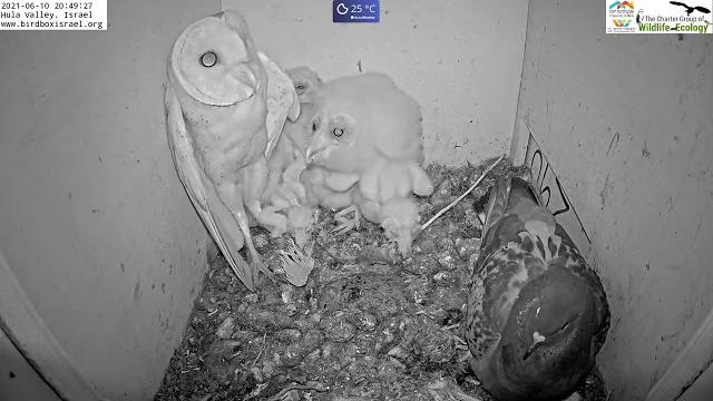 Must watch the dramatic ending.wild pigeon lays egg in active barn owl next to 7barn owl nestlings. Must watch the dramatic ending.wild pigeon lays egg in active barn owl next to 7barn owl nestlings.
