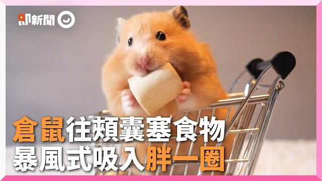 倉鼠臉頰塞食物 臉腫1倍模樣超萌|寵物|可愛|飼料 倉鼠臉頰塞食物 臉腫1倍模樣超萌|寵物|可愛|飼料