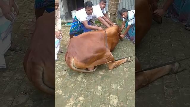 Kurbani guru qurbani mubarak #cow #tiktok #shortsfeed #shorts #viral #voice #islam #ytshorts Kurbani guru qurbani mubarak #cow #tiktok #shortsfeed #shorts #viral #voice #islam #ytshorts
