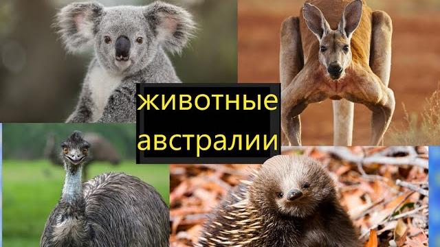Милые животные австралии Милые животные австралии