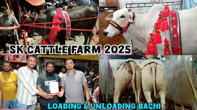 Sk cattle farm || loading & unloading video bachi to alfi enterprise collection mominpore bazar 2025 Sk cattle farm || loading & unloading video bachi to alfi enterprise collection mominpore bazar 2025