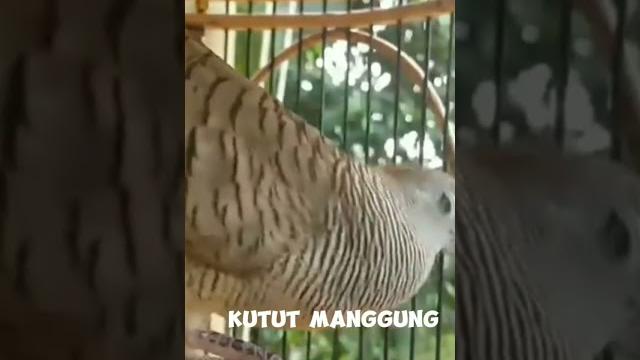 Pancingan perkutut, ‼️bikin emosi #perkututlokalgacor #pancinganperkutut #perkutut #perkututirama Pancingan perkutut, ‼️bikin emosi #perkututlokalgacor #pancinganperkutut #perkutut #perkututirama