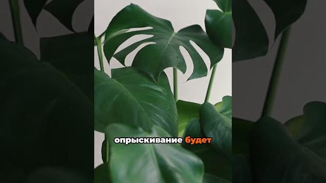Монстера уход в домашних условиях! Монстера уход в домашних условиях!