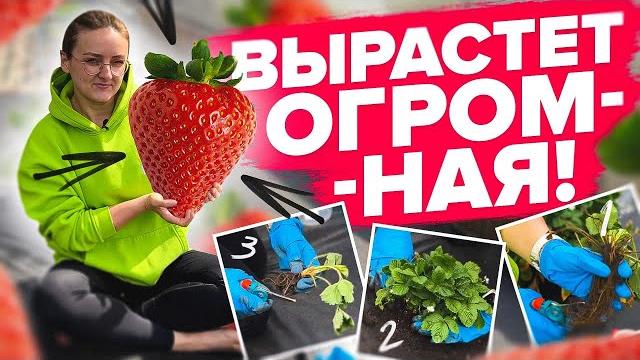 Правила посадки клубники весной! Правила посадки клубники весной!