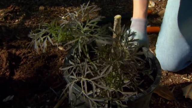 Planting an elderberry plant Planting an elderberry plant