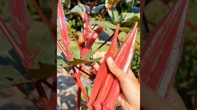 Rare chinese red fruit harvest | nature’s beauty Rare chinese red fruit harvest | nature’s beauty