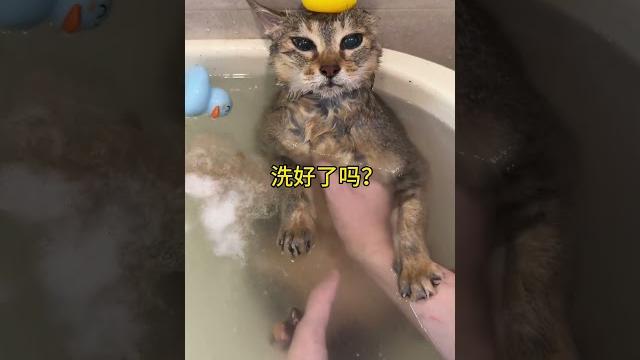 一不小心把眉姐头洗秃了... 一不小心把眉姐头洗秃了...