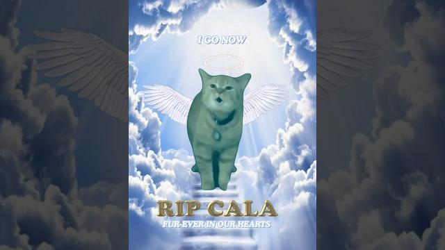 Rip cala ️ (i go meow cat) Rip cala ️ (i go meow cat)