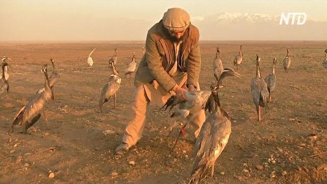 Ловля журавлей – древняя традиция афганистана Ловля журавлей – древняя традиция афганистана
