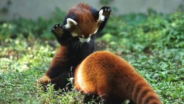 Cute and funny moments with red panda compilation : 12 interesting facts about red panda Cute and funny moments with red panda compilation : 12 interesting facts about red panda