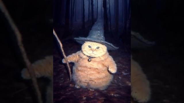 Wizard cat Wizard cat