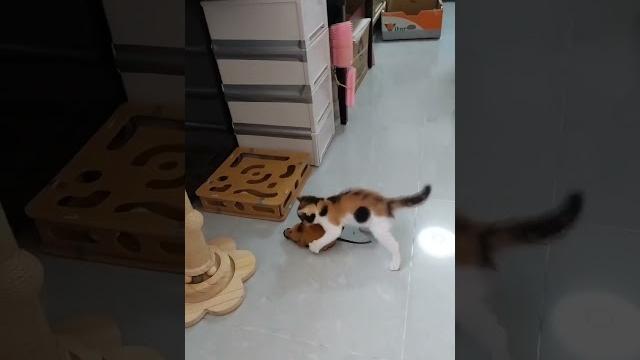 豆豆满月啦,得捉老鼠了 豆豆满月啦,得捉老鼠了