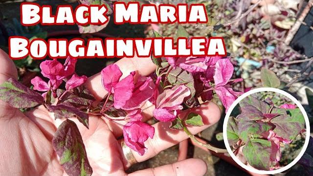 Black maria bougainvillea Black maria bougainvillea