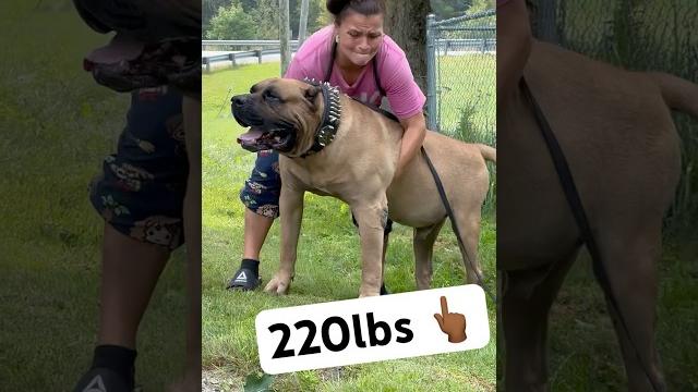 Women tries to pick up monster dog… #shorts #dog #viral Women tries to pick up monster dog… #shorts #dog #viral
