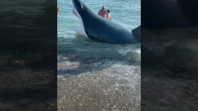 Осторожно!!! акула!!! #акула #jaws #shark Осторожно!!! акула!!! #акула #jaws #shark