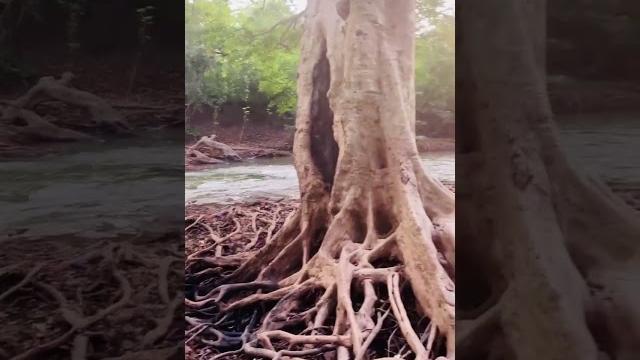 #yala#river#trees#roots #yala#river#trees#roots