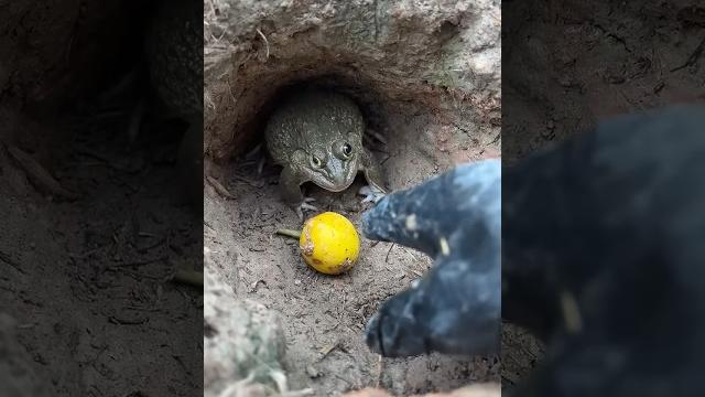 ขอมะเขือหน่อย#frog#funny #shorts #377 ขอมะเขือหน่อย#frog#funny #shorts #377