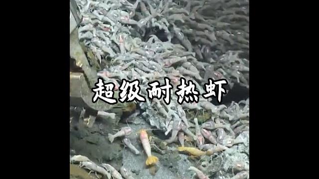 超級耐熱蝦,一種能在火山口裡生活的物種#蝦 #超級耐熱蝦 #神奇動物在抖音 #動物科普 超級耐熱蝦,一種能在火山口裡生活的物種#蝦 #超級耐熱蝦 #神奇動物在抖音 #動物科普