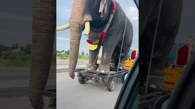 Oru second la emandhuten unmaiyana elephant nu! #viralshorts Oru second la emandhuten unmaiyana elephant nu! #viralshorts
