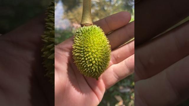 Perkembangan buah durian dari bunga sampai panen #perkembangandurian #perkembanganbuahdurian Perkembangan buah durian dari bunga sampai panen #perkembangandurian #perkembanganbuahdurian