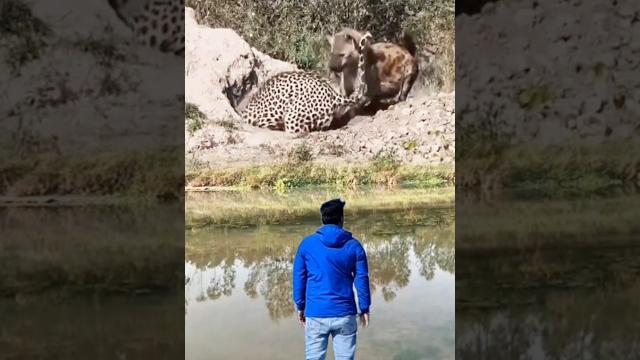 Hyena attacks tiger #wildattack #shots #tigerfight Hyena attacks tiger #wildattack #shots #tigerfight